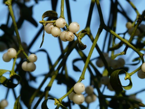 mistletoe berries mistletoe green