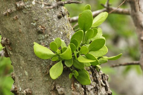 Mistletoe Growing On Tree