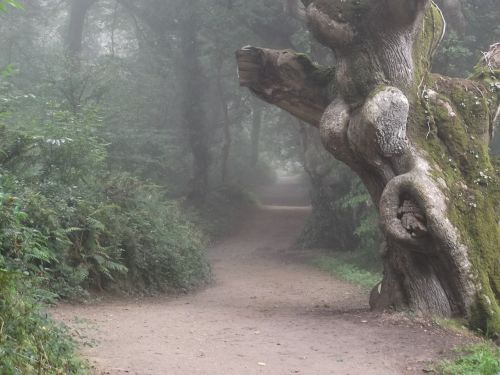 misty fog path