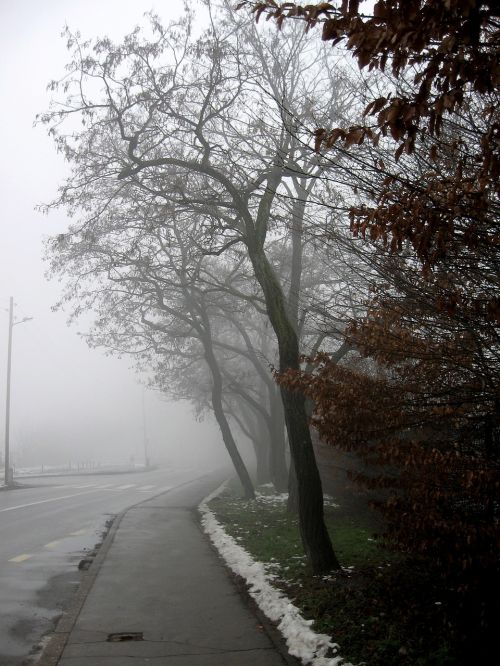 misty road tree