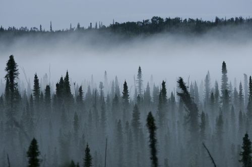 misty forest black spruce