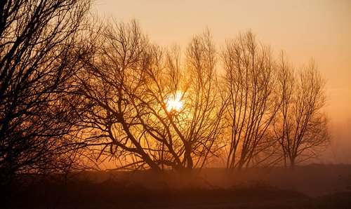 misty morning  sunrise  sun through trees