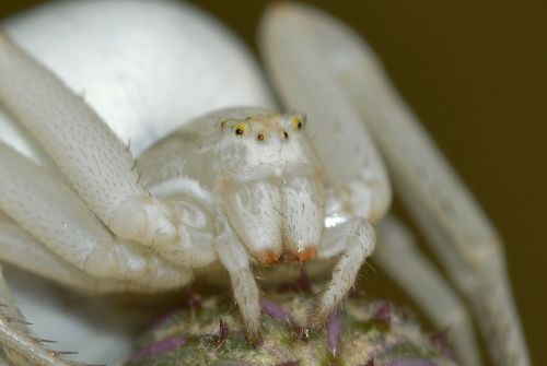 misumena vatia spider