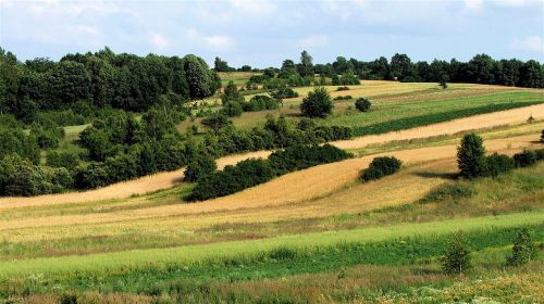 mite meadow field