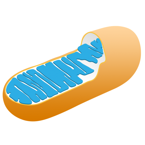 mitochondria cell biology