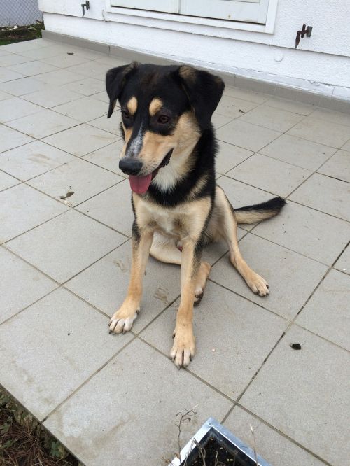 mixed breed dog dog hundeportrait