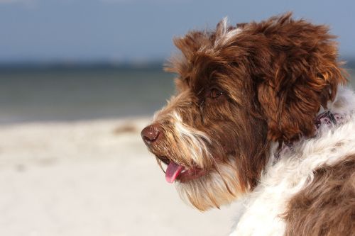 mixed breed dog beach dog