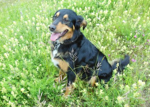 mixed breed dog hybrid meadow