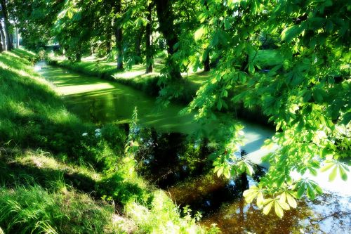 moat water duckweed