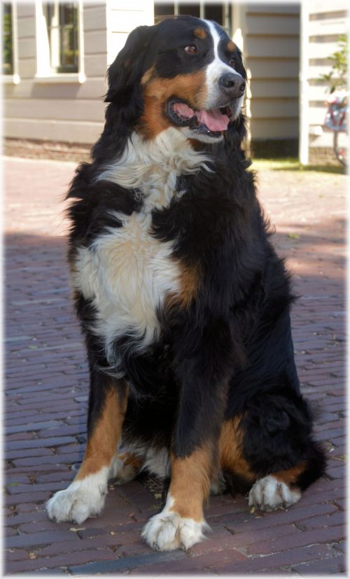 Bernese Mountain Dog 1