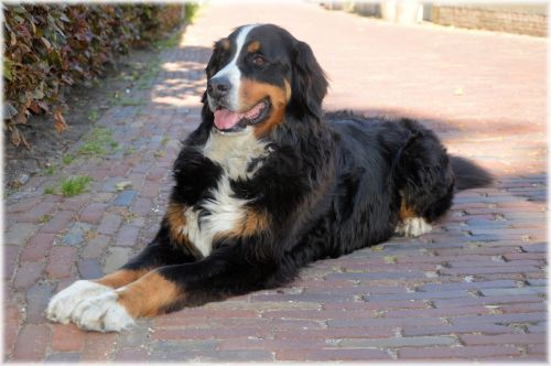 Bernese Mountain Dog 2