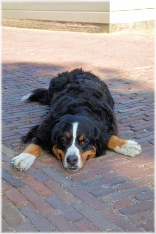 Bernese Mountain Dog 3