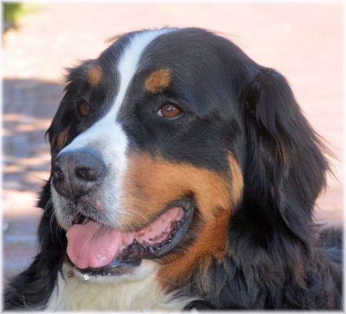 Bernese Mountain Dog 4