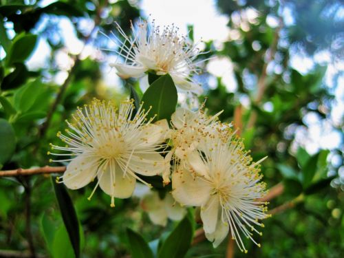 Mock Orange Blossom