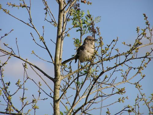 mockingbird bird tree