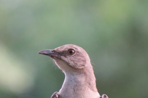 mockingbird close up songbird