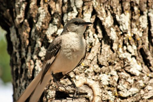 Mockingbird Close-up