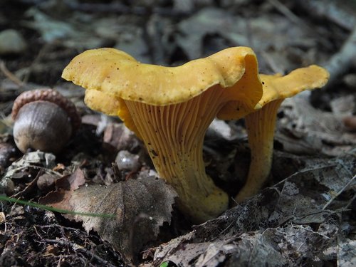 mohawk  cantharel  mushroom