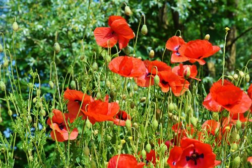 mohnfeld rain in wild plants edge of field