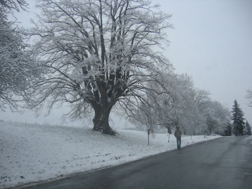 Massive Linden Tree