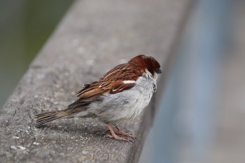 moineau friquet  birds  sparrows