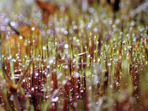moist moss water droplets