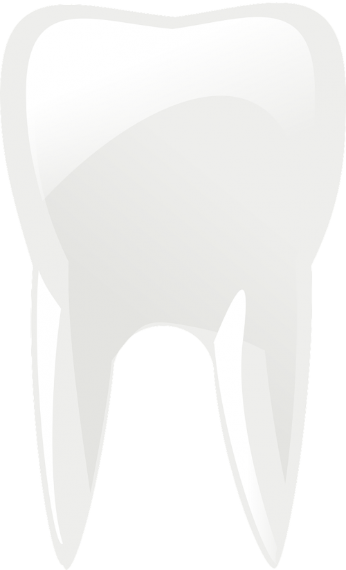 molar teeth tooth