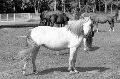 mold horses white horse