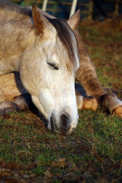 mold horse horse head