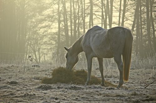 mold fog horse