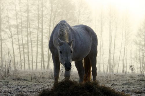 mold horse fog
