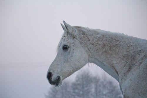 mold horse winter