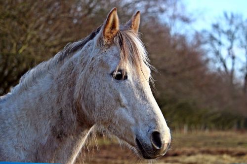 mold horse horse head