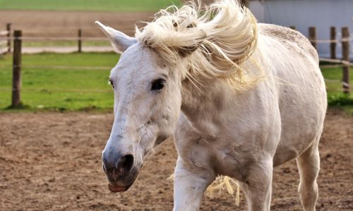 mold horse a shake of the head