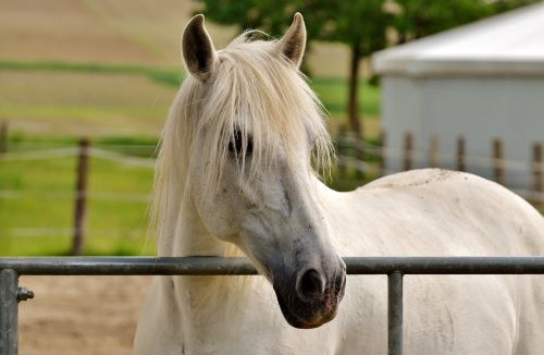 mold horse white