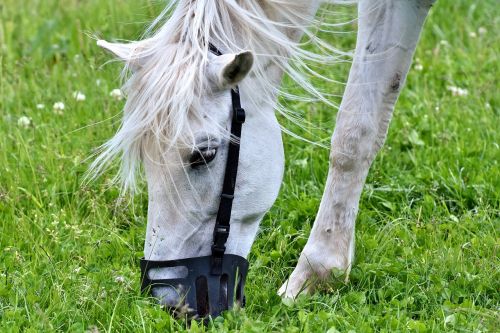 mold horse eat grass