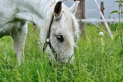 mold horse eat grass