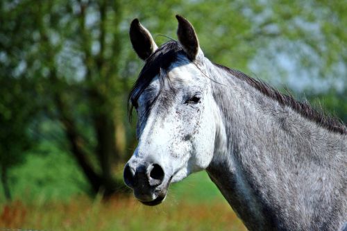 mold horse thoroughbred arabian