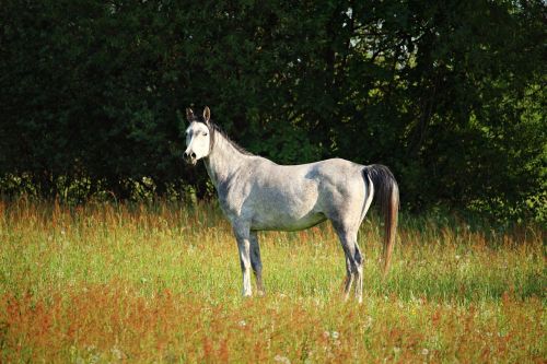 mold horse thoroughbred arabian