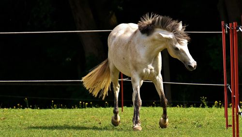 mold horse love for animals