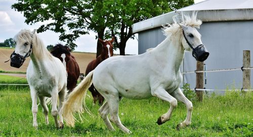 mold horses romp