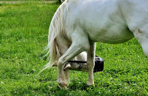 mold horse pasture