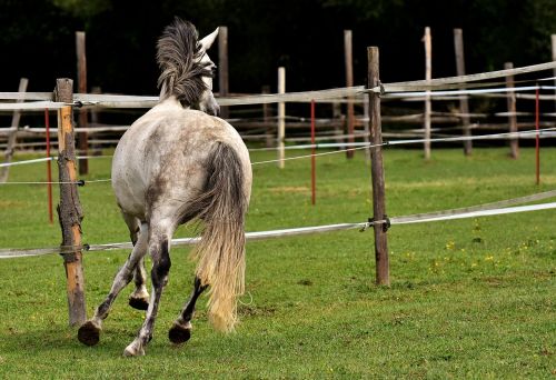 mold horse love for animals