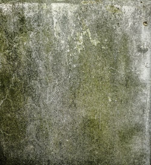 mold wall green