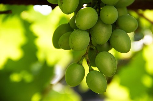 moldova  grapes  green