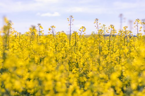 moldova  agriculture  beautiful