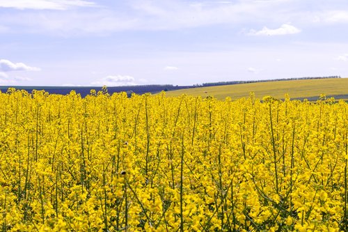 moldova  agriculture  beautiful