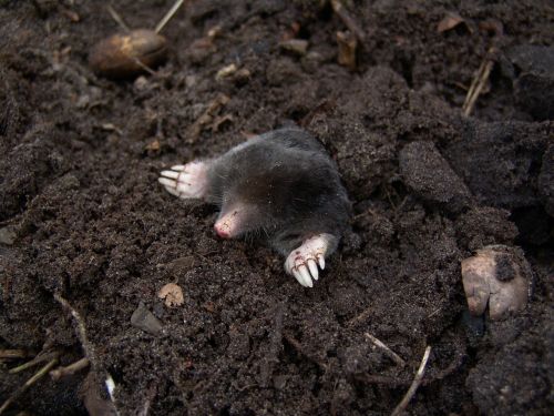 mole nature animals