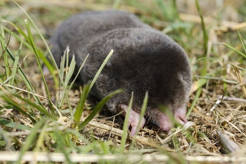 mole  mammal  insect eater
