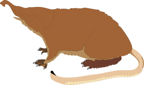 mole long tail